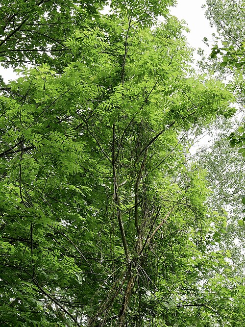 Le frêne élevé (Fraxinus excelsior)