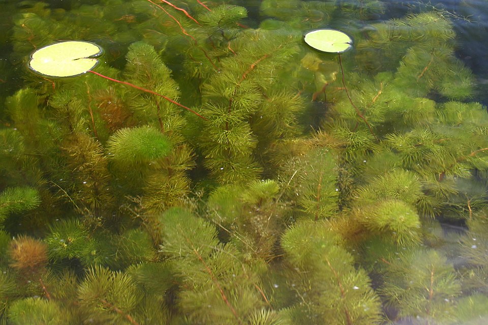 Le myriophylle hétérophylle (Myriophyllum heterophyllum)