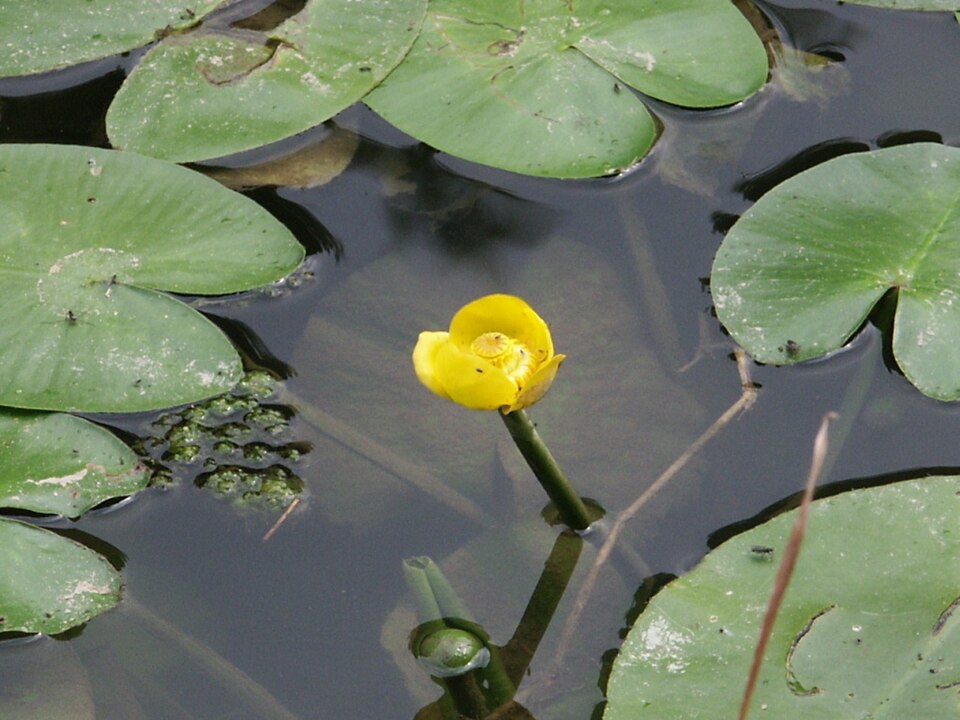 Le nénuphar jaune (Nuphar lutea)