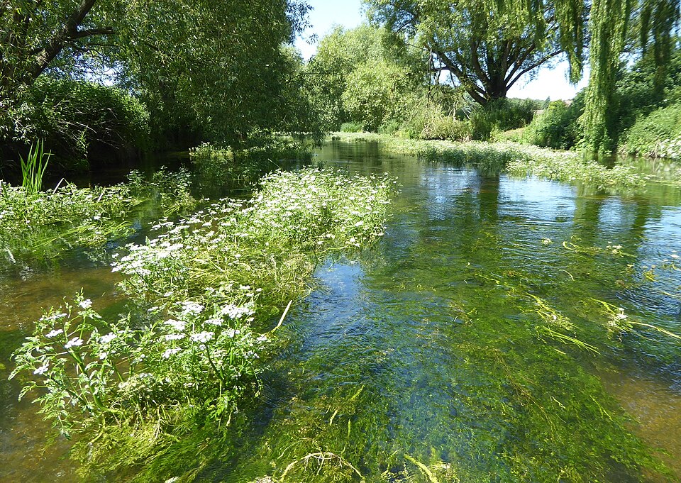 L'&oelig;nanthe des fleuves (Oenanthe fluviatilis)