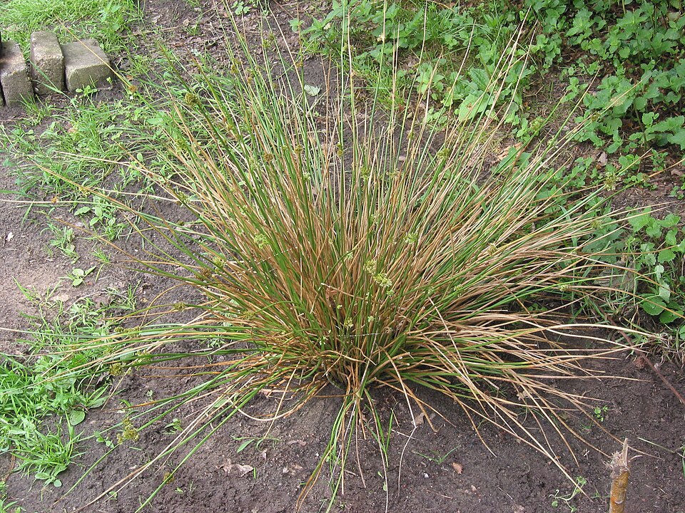 Le jonc diffus (Juncus effusus)