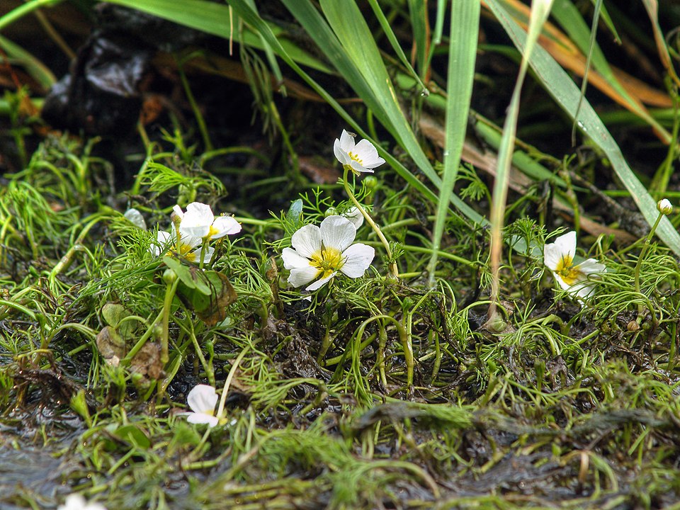 La renoncule en crosse (Ranunculus circinatus)