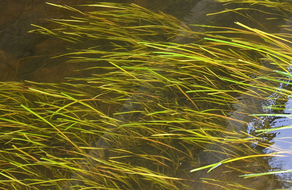 La vallisnérie en spirale (Vallisneria spiralis)