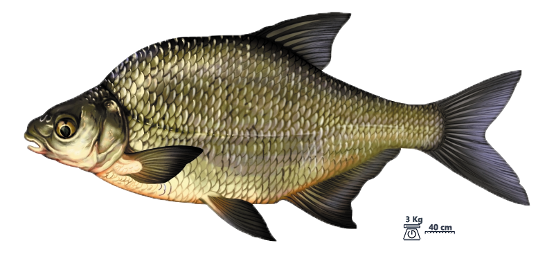 La brême commune (Abramis brama)