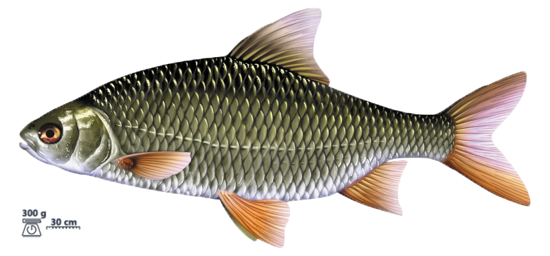 Le gardon (Rutilus rutilus)