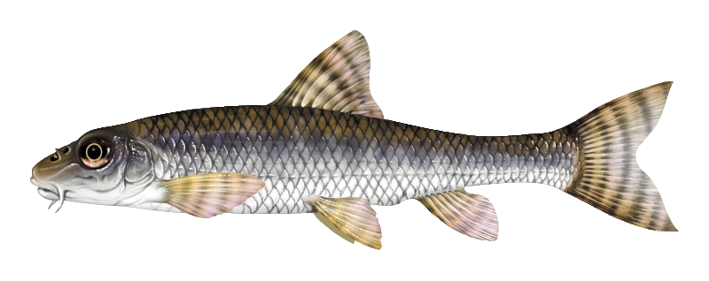 Le goujon (Gobio gobio)