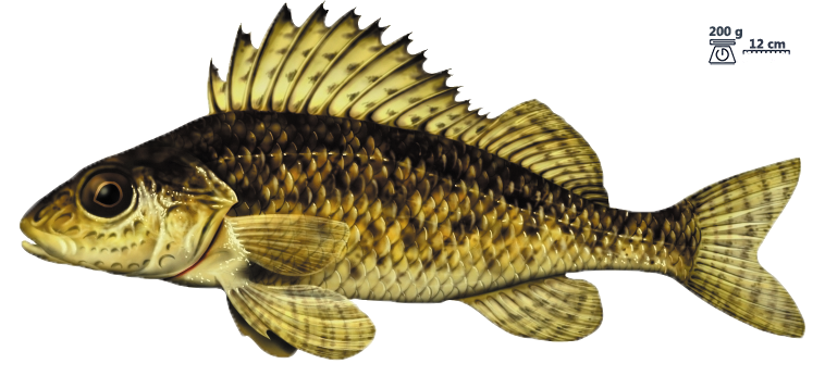 La gremille (Gymnocephalus cernua)