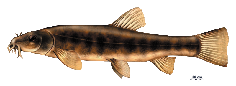 La loche franche (Barbatula barbatula)