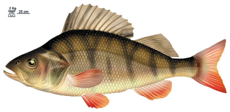 La perche (Perca fluviatilis)