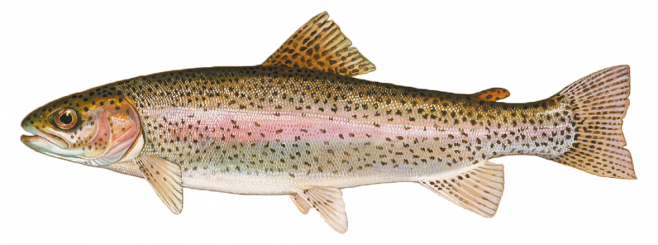 La truite arc-en-ciel (Oncorhynchus mykiss)