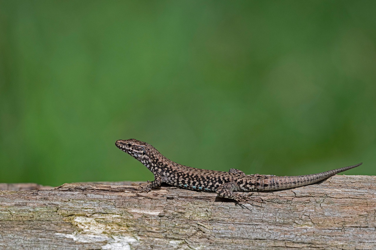 Le lézard des murailles (Podarcis muralis)