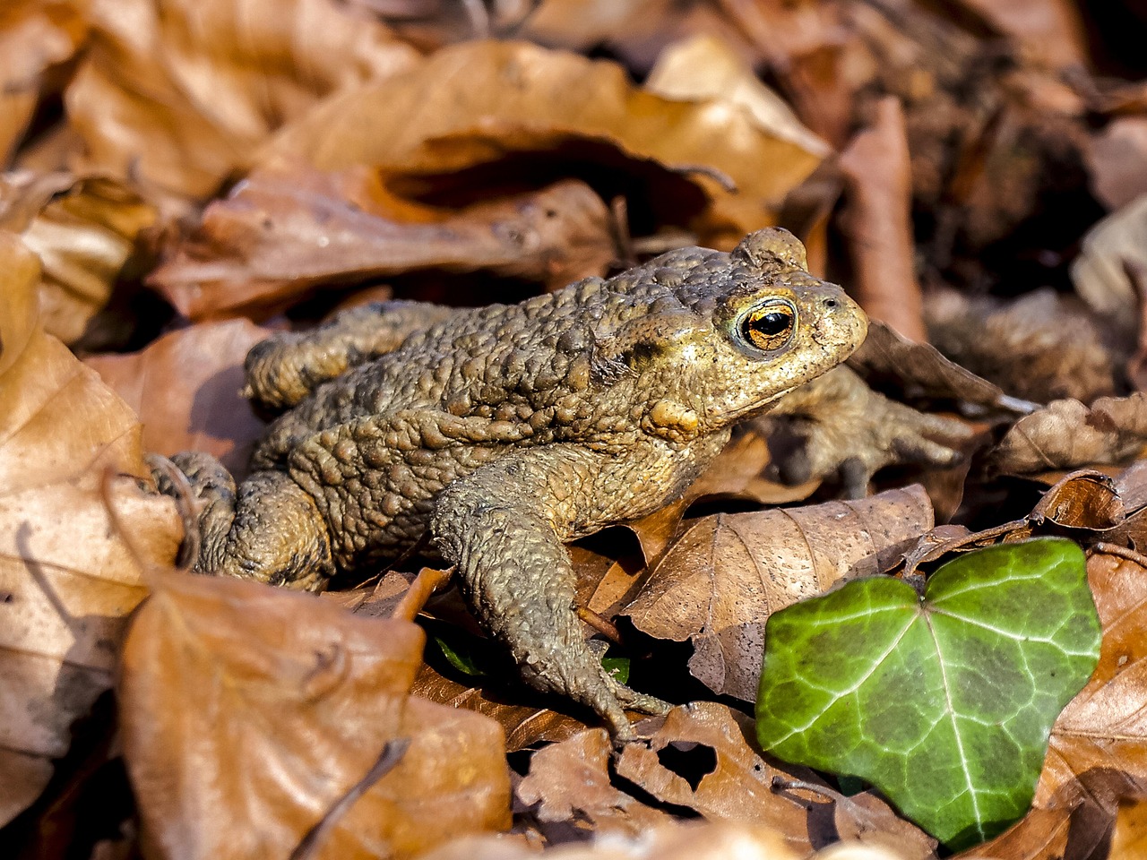 Le crapaud commun (Bufo bufo)