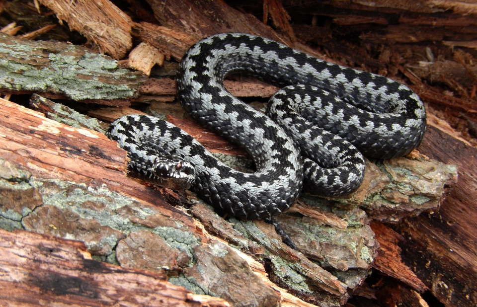 La vipère péliade (Vipera berus)