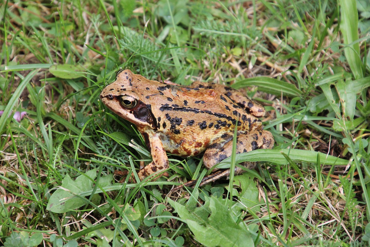 La grenouille rousse (Rana temporaria)
