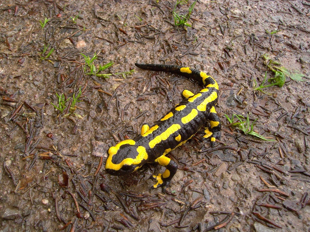 La salamandre tachetée (Salamandra salamandra)