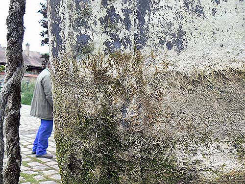 La tôle est couverte d'algues