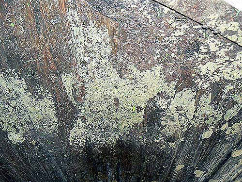 Vue de dessous : le fond en bois